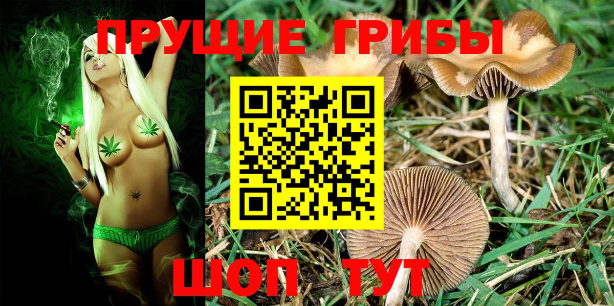 Псилоцибиновые грибы Psilocybe  Вход с VPN  Владимир 
